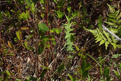 Lysimachia asperulifolia, photographed by Austin Pursley