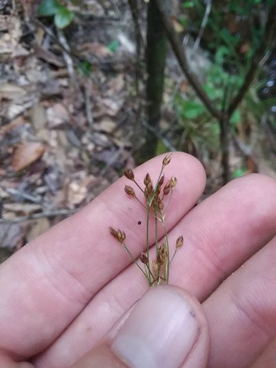 Rhynchospora mixta, photographed by Will McFarland