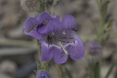 Penstemon jamesii, photographed by Craig Martin