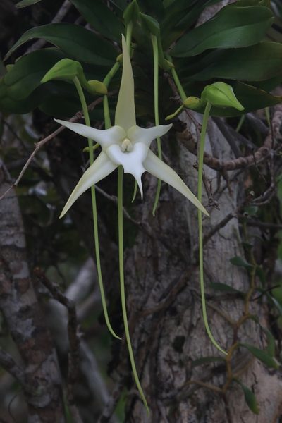 Angraecum sesquipedale, photographed by Fábio Olmos