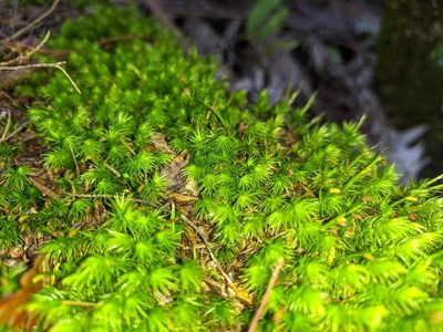 Dicranoloma fasciatum, photographed by Paul Bell-Butler