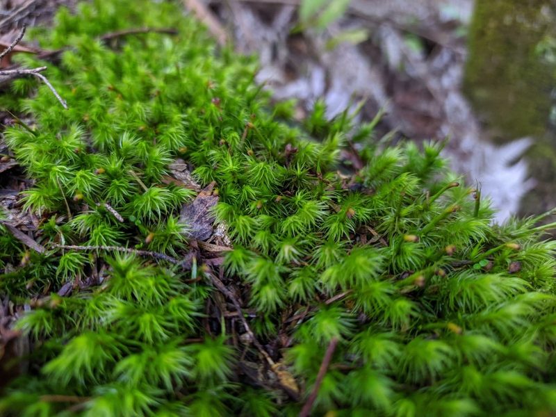 Dicranoloma fasciatum, photographed by Paul Bell-Butler