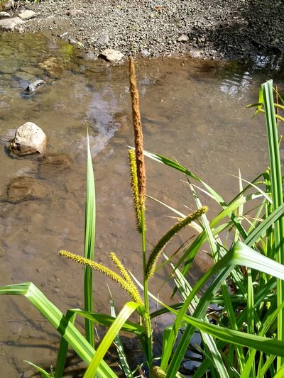 Carex amplifolia, photographed by Tom Gulya