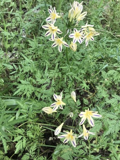 Triteleia hendersonii, photographed by Erin Conte