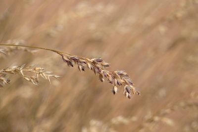 Eriachne mucronata, photographed by Kym Nicolson