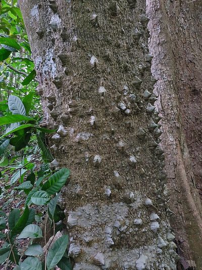 Zanthoxylum rhetsa, photographed by T R Shankar Raman