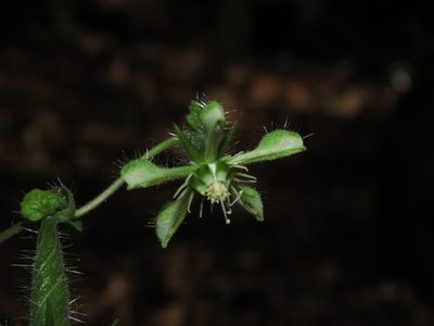Blumenbachia sylvestris, photographed by Nicolás Lavandero