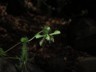 Blumenbachia sylvestris, photographed by Nicolás Lavandero