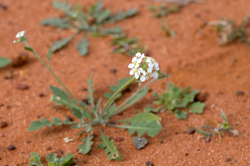 Harmsiodoxa blennodioides, photographed by Kym Nicolson