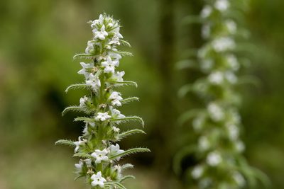 Oreocarya virgata, photographed by Cecelia Alexander
