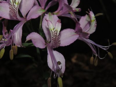 Alstroemeria zoellneri, photographed by Nicolás Lavandero