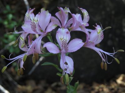 Alstroemeria zoellneri
