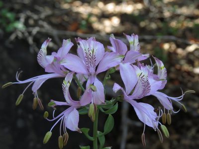 Alstroemeria zoellneri, photographed by Nicolás Lavandero