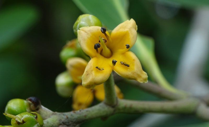 Avicennia officinalis, photographed by renjus box