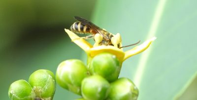 Avicennia officinalis, photographed by renjus box