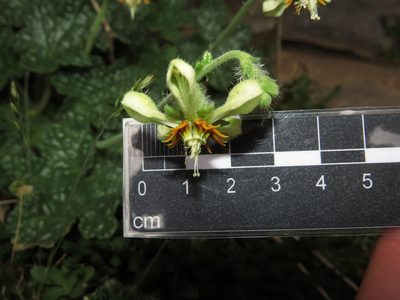 Blumenbachia prietea, photographed by Nicolás Lavandero