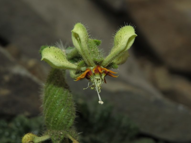 Blumenbachia prietea, photographed by Nicolás Lavandero