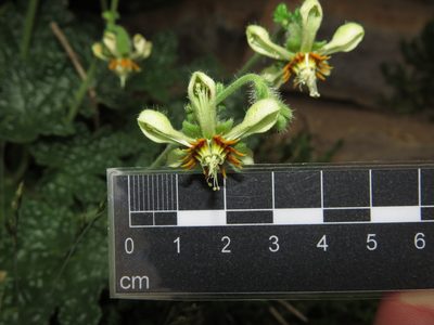 Blumenbachia prietea, photographed by Nicolás Lavandero