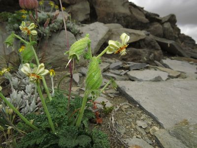 Blumenbachia prietea, photographed by Nicolás Lavandero