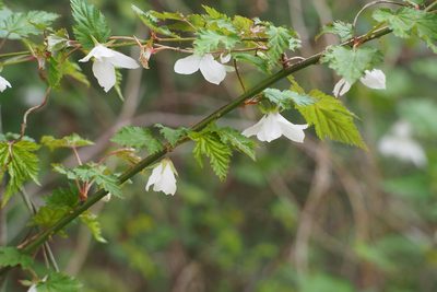 Rubus palmatus, photographed by harum.koh