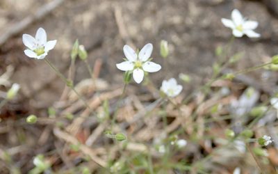 Sabulina macra, photographed by John Brew