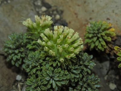 Moschopsis dentata, photographed by Nicolás Lavandero