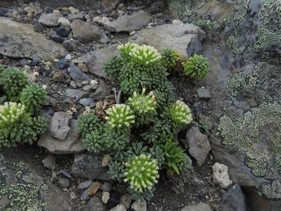 Moschopsis dentata, photographed by Nicolás Lavandero
