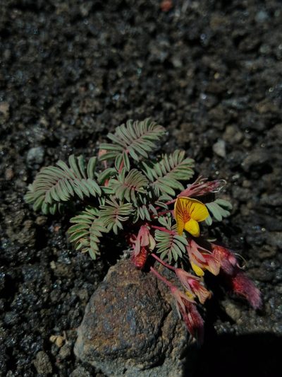 Adesmia longipes, photographed by Nicolás Lavandero