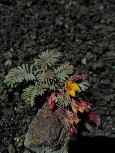 Adesmia longipes, photographed by Nicolás Lavandero