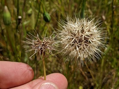Stebbinsoseris heterocarpa, photographed by Ken-ichi Ueda