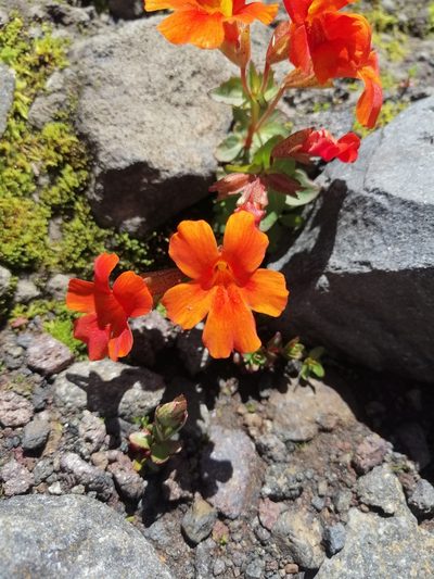 Erythranthe cuprea, photographed by Nicolás Lavandero
