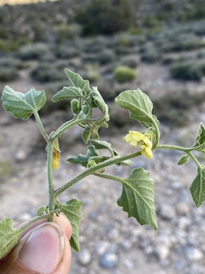 Physalis hederifolia, photographed by Matt Berger