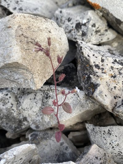Phacelia barnebyana, photographed by Matt Berger