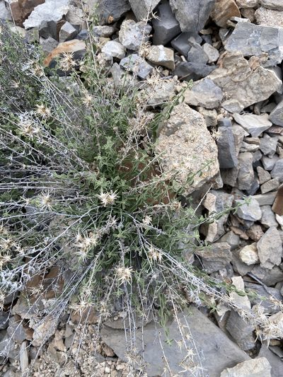 Brickellia microphylla, photographed by Matt Berger