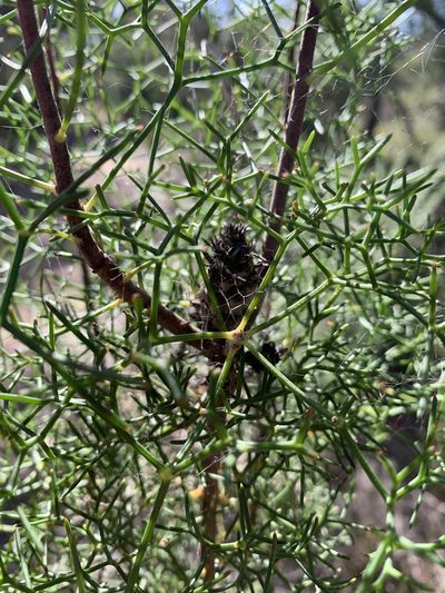 Petrophile sessilis, photographed by Guy Taseski