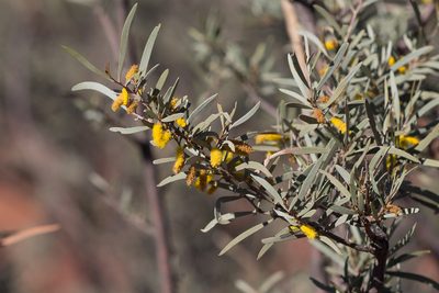 Acacia aneura, photographed by Kym Nicolson