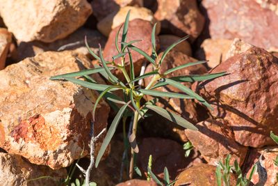 Euphorbia tannensis, photographed by Kym Nicolson