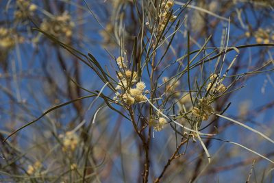 Acacia stenophylla