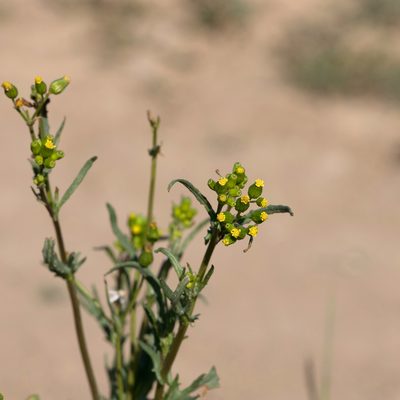 Senecio glossanthus, photographed by Kym Nicolson