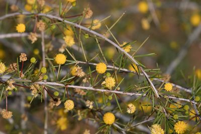 Acacia tetragonophylla, photographed by Kym Nicolson