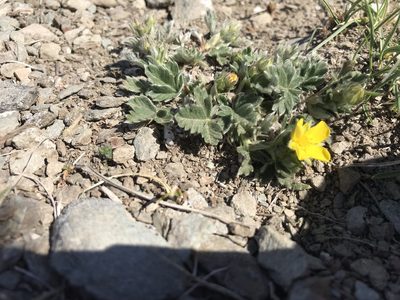 Potentilla concinna, photographed by Caleb Catto
