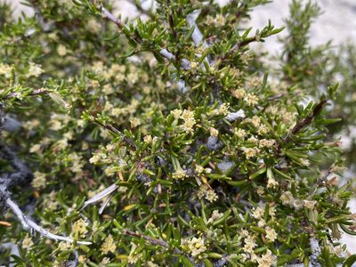 Cercocarpus intricatus, photographed by Matt Berger