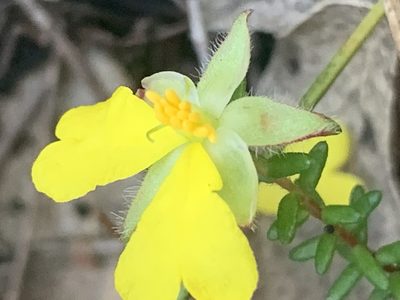 Hibbertia puberula, photographed by Guy Taseski