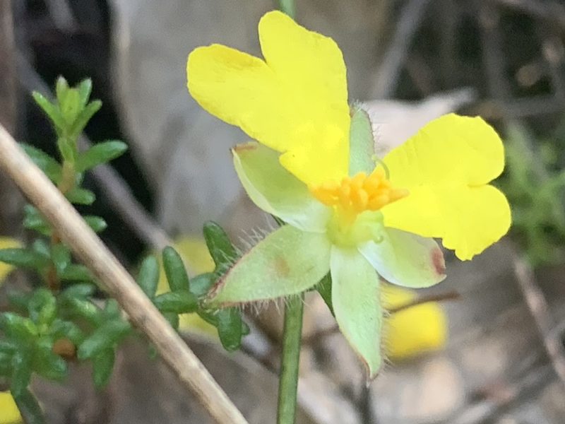 Hibbertia puberula, photographed by Guy Taseski