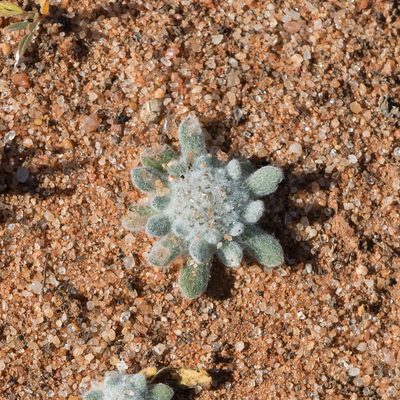 Chthonocephalus pseudevax, photographed by Kym Nicolson