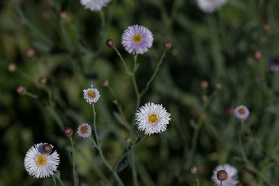 Minuria integerrima, photographed by Kym Nicolson