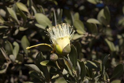 Capparis mitchellii, photographed by Kym Nicolson