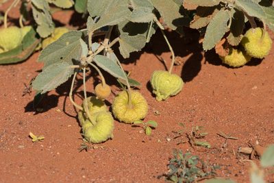 Sida platycalyx, photographed by Kym Nicolson