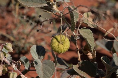 Sida platycalyx, photographed by Kym Nicolson