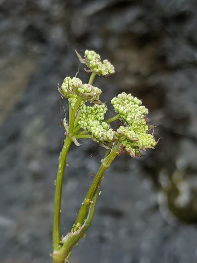 Perideridia californica, photographed by Alex Heyman